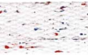 Speckle Webbing - 30mm - Various Colors