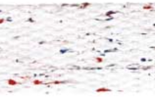 Speckle Webbing - 30mm - Various Colors