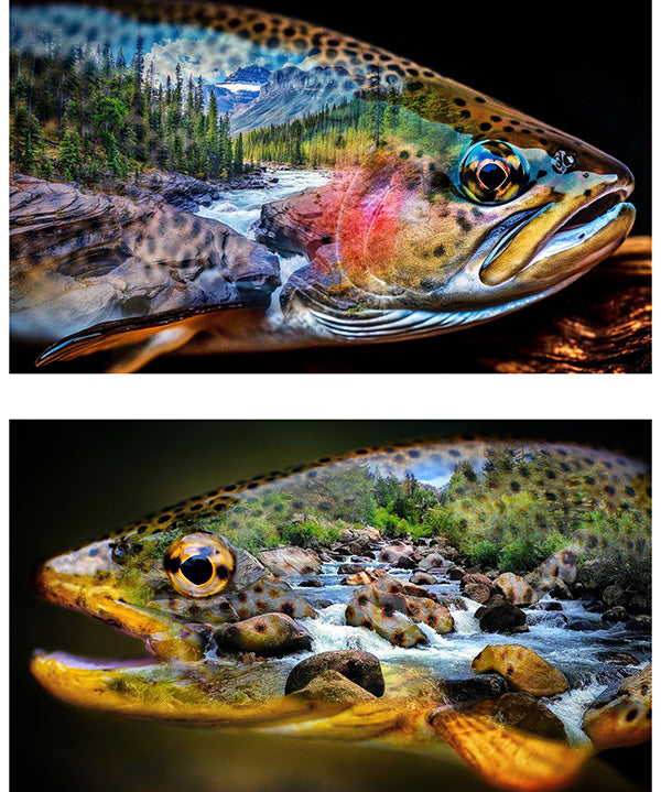 Hoffman - Trout About