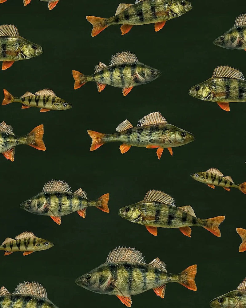 Paapii - Organic Cotton Brushed Fleece - Perches - Coniferous