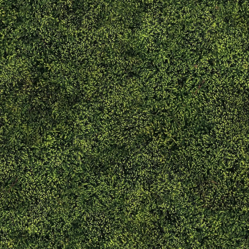 Paapii - Organic Cotton Sweatshirt Knit - Moss